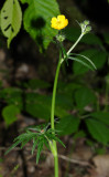 Tall Buttercup - Ranunculus acris