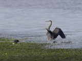 Otters and Heron