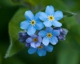 Little Blue Flowers