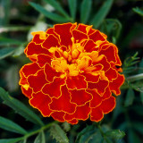 Marigold