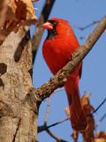 Northern Cardinal