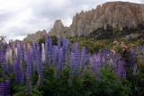 Lupine in Mackenzie Country, here it is a weed