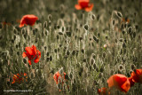 Poppy Buds