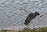 Heron In Flight