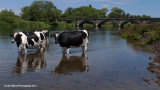 Staffordshire Cows Chilling Out