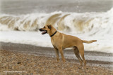 Old Sea Dog