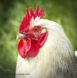 Cocky