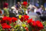 Red Roses In The Tea Garden