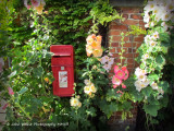 Postbox and Hollyhocks
