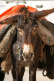 Donkey Fez.jpg