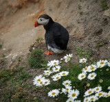Solo Puffin Shetland Islands.jpg