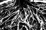Ficus Roots Abstract.jpg