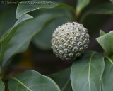 Green Seed Head