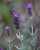 French Lavender Head