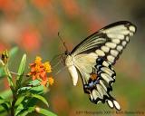 Giant Swallowtail_web.jpg
