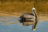 Brown Pelican