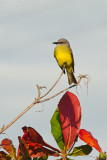 Tropical Kingbird