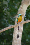 Turquoise-Browed Motmot