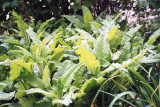20110421_006_web.jpg