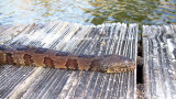 100_3725_water-snake_pbase.jpg