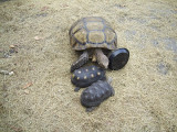 tortoise's May 2011