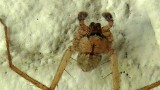 P1080045_unknown_spider_pbase.jpg