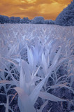 Blue Corn 01621.jpg