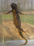 Kamsalamander - Triturus cristatus