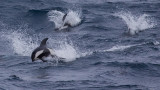 Hourglass Dolphins - Lagenorhynchus cruciger