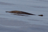 Blainvilles Beaked Whale - Mesoplodon densirostris