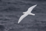 Snow Petrel - Pagodroma nivea