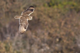 Short-eared Owl - Asio flammeus