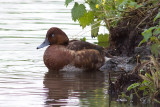 Ferruginous Duck - Aythya nyroca