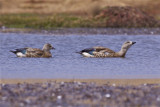 IMG_1038blue-winged geese.jpg
