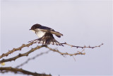 IMG_4113white-tailed swallow.jpg