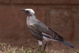 IMG_4350white-crowned starling.jpg
