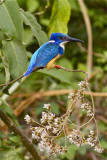 IMG_5387half-collared kingfisher2.jpg