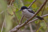 IMG_5414ethiopian boubou.jpg