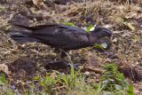 IMG_5255thick-billed raven.jpg