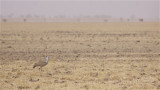 IMG_5753arabian bustard3.jpg