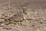 IMG_5800lichtensteins sandgrouse2.jpg