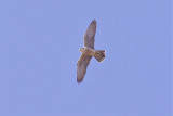 IMG_6254lanner2.jpg