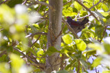 IMG_6386red-billed pytillia.jpg