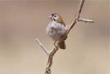 IMG_6419speckle-fronted weaver2.jpg