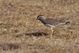 IMG_6533spot-breasted lapwing2.jpg