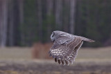 IMG_7237great grey owl2.jpg