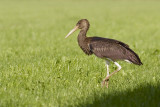 Black Stork - Ciconia nigra - Zwarte Ooievaar