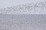 Pied Avocets - Recurvirostra avosetta - Kluten