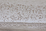 Curlew Sandpipers - Calidris ferruginea - Krombekstrandlopers