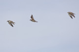 Ringed Plovers - Charadrius hiaticula - Bontbekplevieren